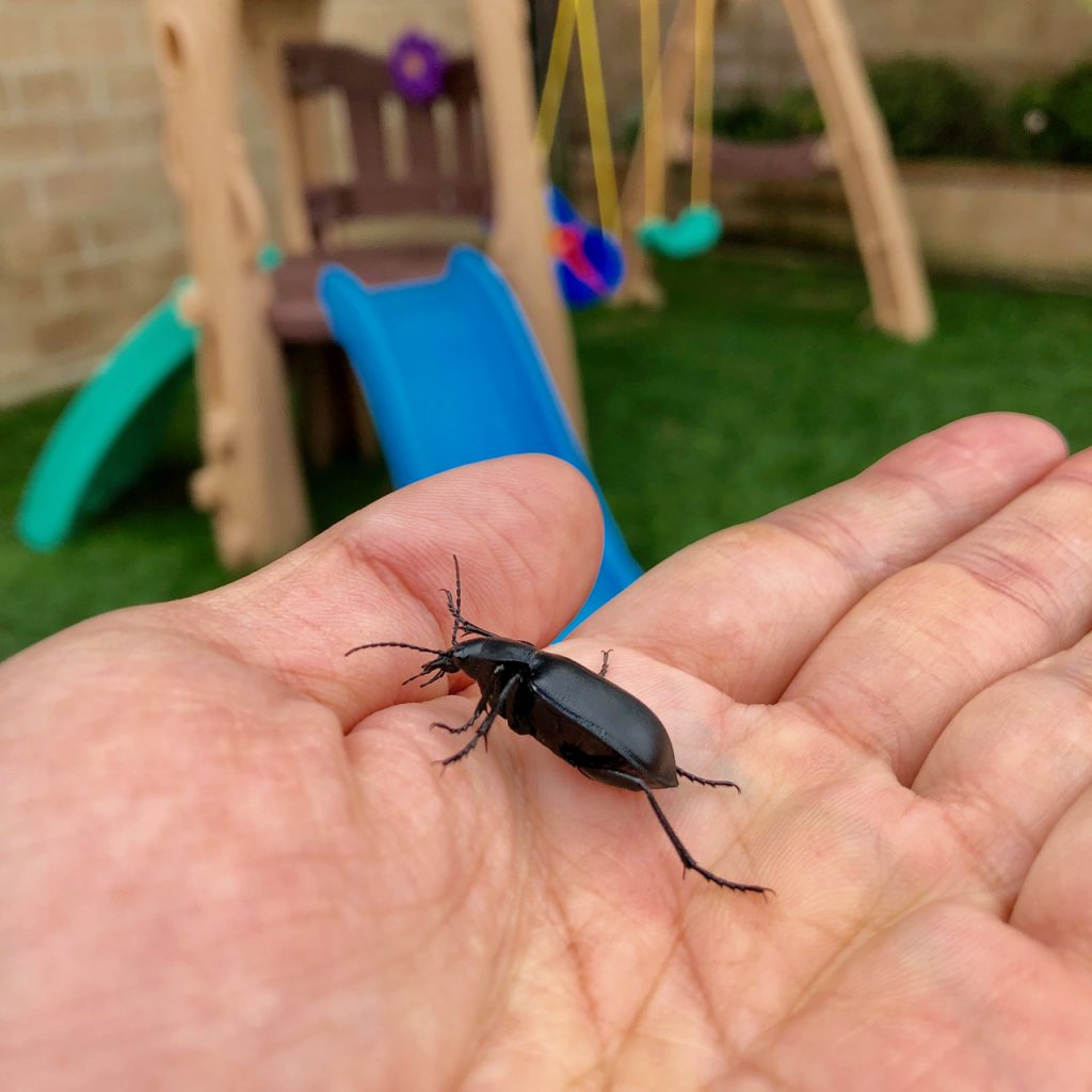 Black lawn beetle.