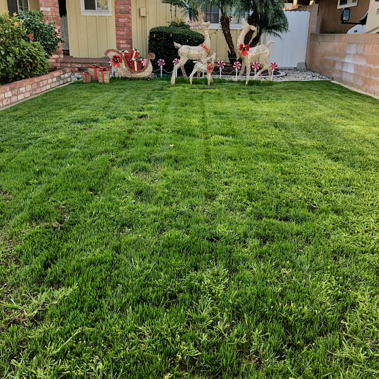 Quick Front Yard Update